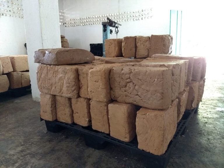 Exporta Carrillo Puerto 30 toneladas de chicle a Japón