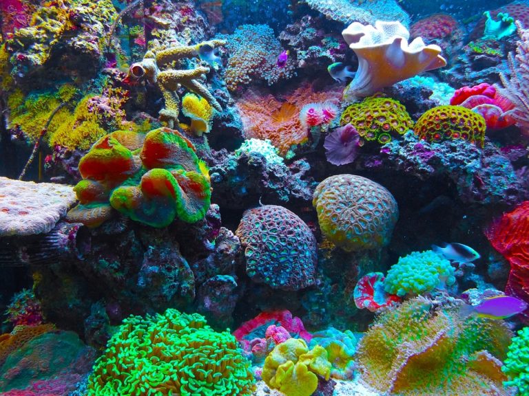 Enero será el mes del Arrecife de Coral en el Planetario Sayab