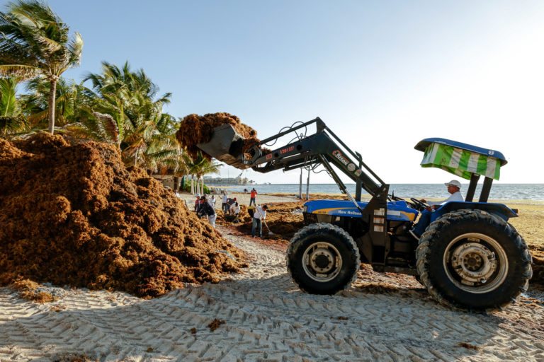 Refuerza Solidaridad limpieza de playas  ante incremento de sargazo