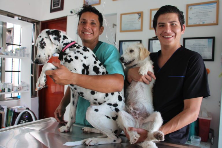 Cómo prevenir que los perros se enfermen por el calor