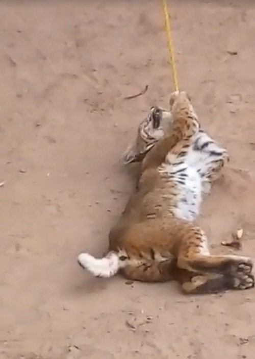 Capturan a gato montés en una primaria de Baja California Sur