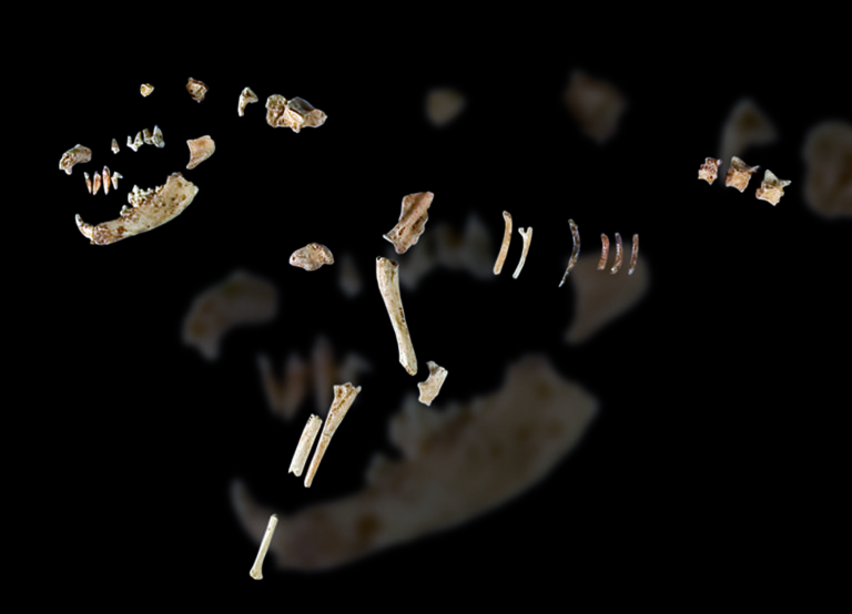 Humanos y perros tenían vínculo emocional desde hace 14,000 años