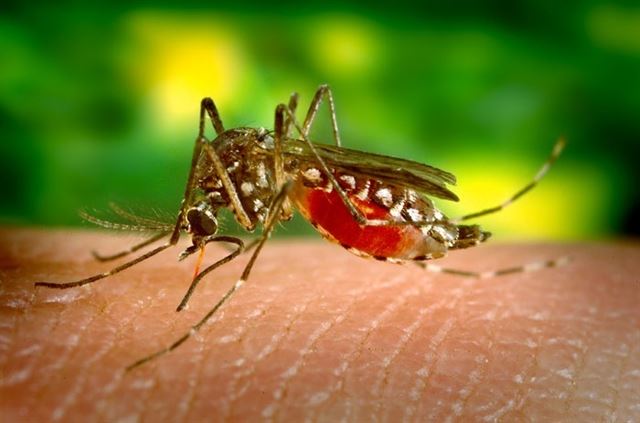 Descubren fármaco que podría erradicar la malaria