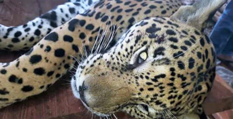Hallan jaguar muerto en Tulum; Profepa “brilla por su ausencia”