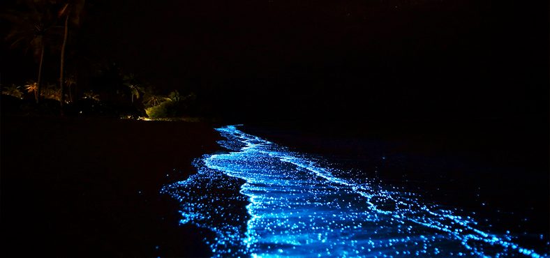 bioluminiscencia
