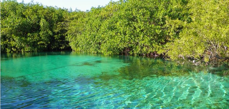 Casa Cenote, lugar ideal para explorar la flora y fauna de Tulum
