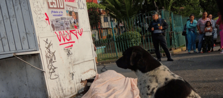 ¡Aparece otro Hachiko mexicano! 🐶