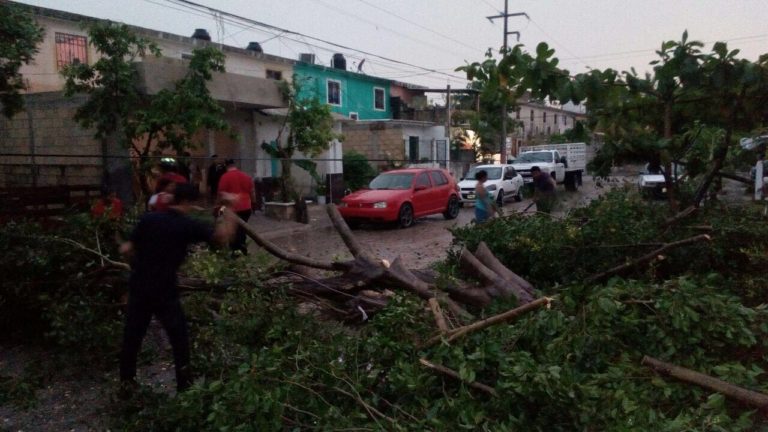 “Tumba” intensa lluvia seis árboles en Cancún