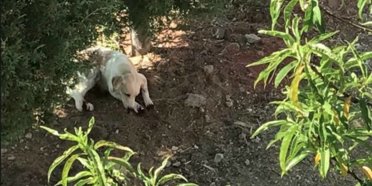 Mujer le corta las patas a sus perros porque rascaban su jardín
