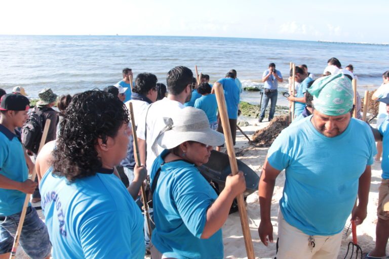 Lleva Solidaridad tres jornadas intensas en la recoja de sargazo