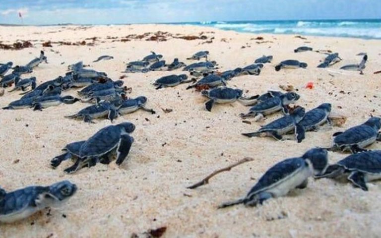 Convocan a defender  Xcacel