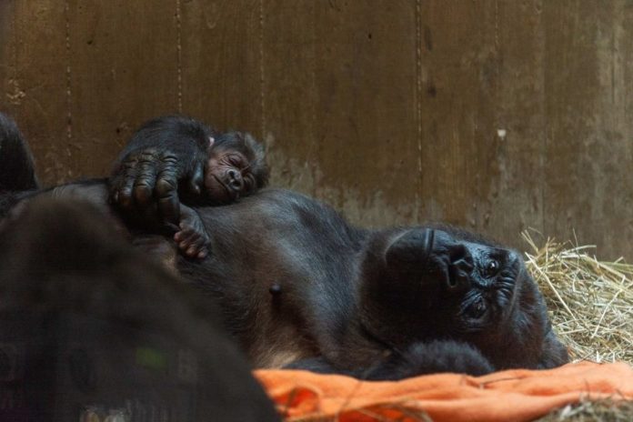 En un tierno video que se viralizó rápidamente, nace gorila en peligro de extinción en un zoológico de Estados Unidos, mientras su madre primeriza lo besa y lo abraza.