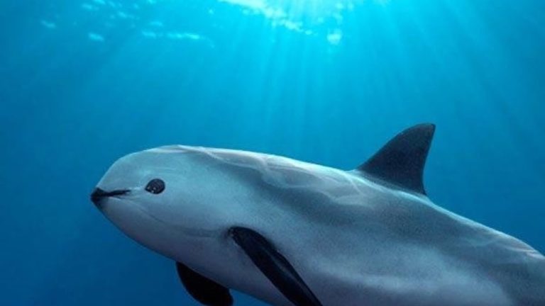 Redes “fantasma” atentan contra especies como la vaquita marina