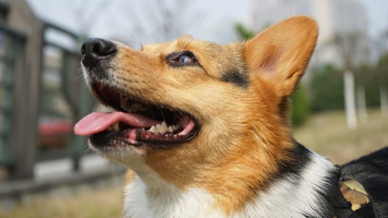 En Corea del Sur, un sujeto mató al perro de su vecino y luego lo invita a comérselo