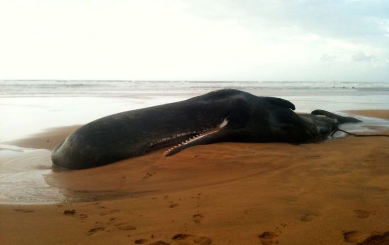 Un cachalote es hallado muerto en las costas de Murcia, España