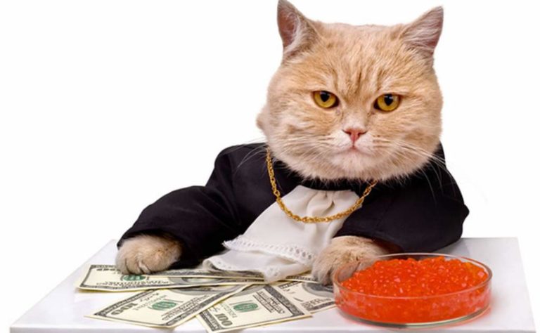 Los tres gatos más ricos del mundo