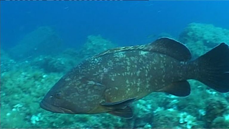 Inicia en aguas peninsulares la temporada de pesca del mero