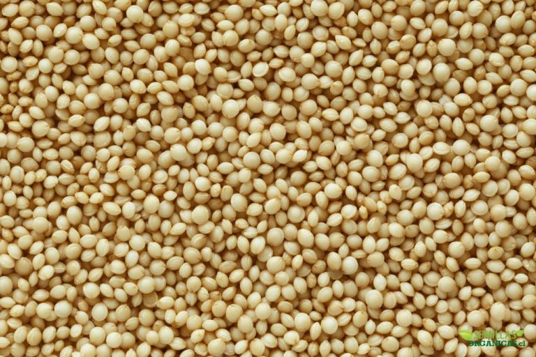 Este es el mejor alimento vegetal para consumo humano