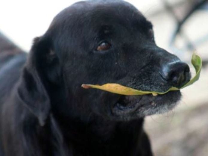 Negro, el perro callejero que hace sus propias compras