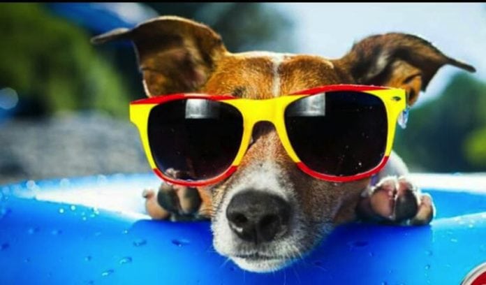 hoteles pet friendly