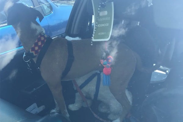 Playense saca a perro de un auto a 30ºC ¡Y lo demandan!