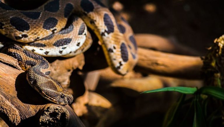 Niña muere al consumir leche envenenada