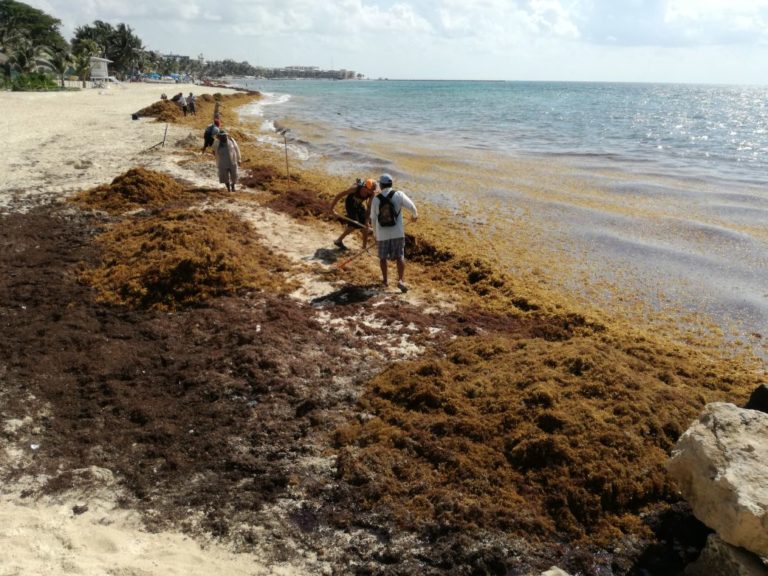 Suma millonaria recibirá Quintana Roo si el sargazo se considera desastre natural