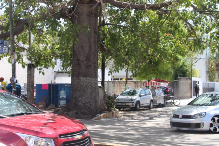 Presentan la Ley de Conservación de Arbolado Urbano de Quintana Roo