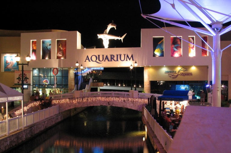 Conoce el único acuario en el que te puedes meter a nadar con los peces