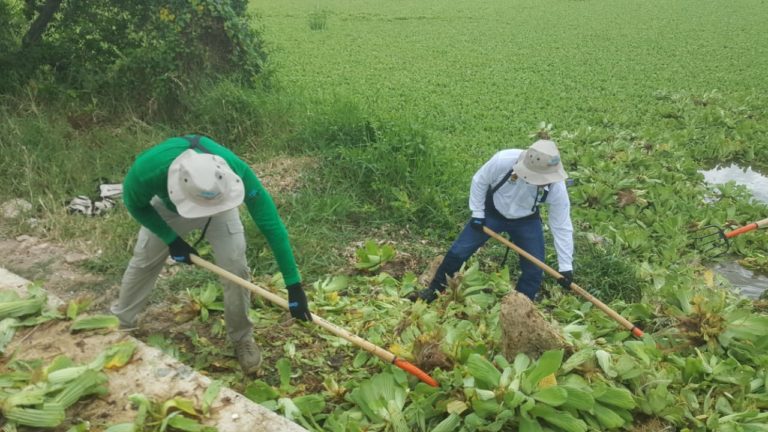 Inicia combate a la lechuguilla en la sabana de Chetumal