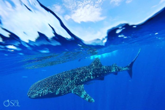 el pez más grande del mundo