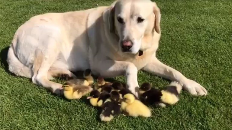 Un labrador adopta a nueve patitos