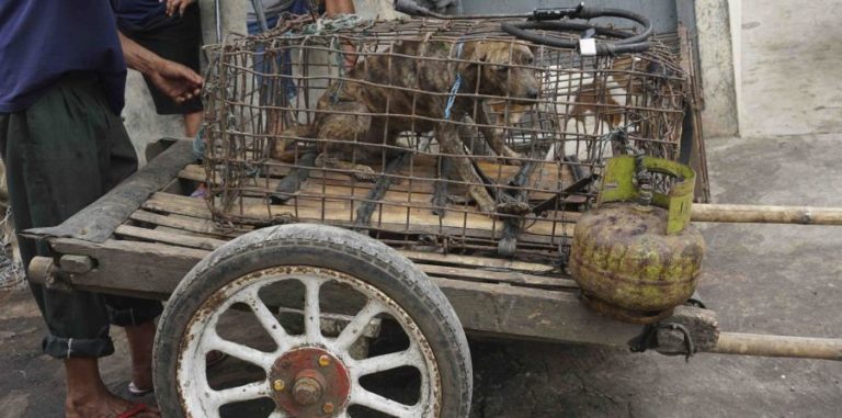 Piden frenar el consumo de carne de perro en Indonesia