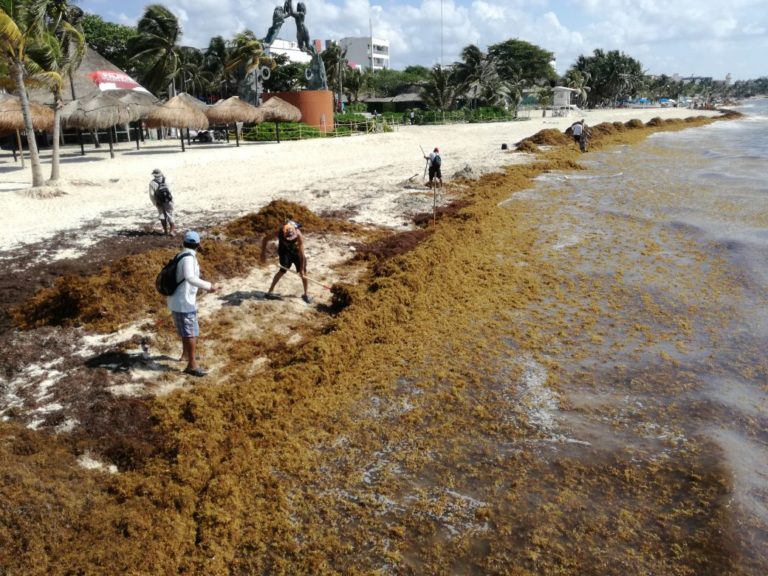 Arriba sargazo a playa Delfines