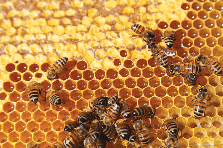 Por grandes motivos México conmemora el Día Mundial de las Abejas