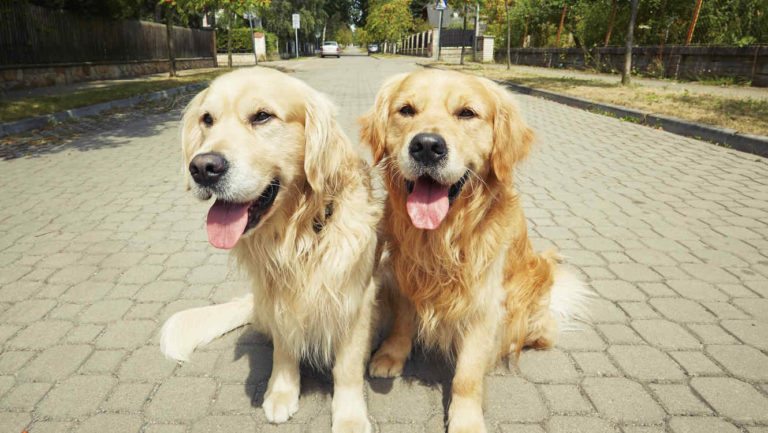 Un padre mata a los perros de su hija por no lavar los platos