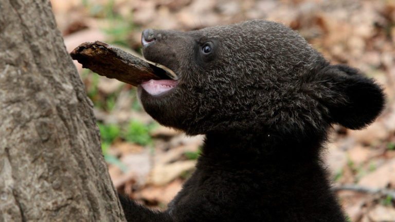 oso en peligro de extinción