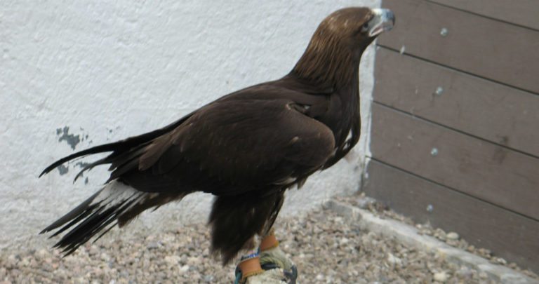 Nace exitosamente águila real a través de la inseminación artificial