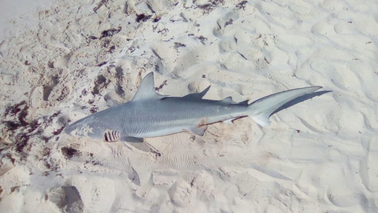 Hallan tiburón muerto en Playacar