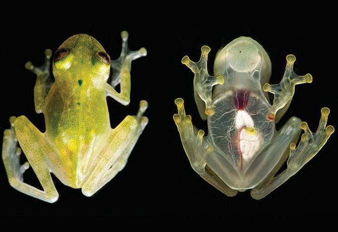 Descongelan el corazón de una rana después de 45 días y ésta vive