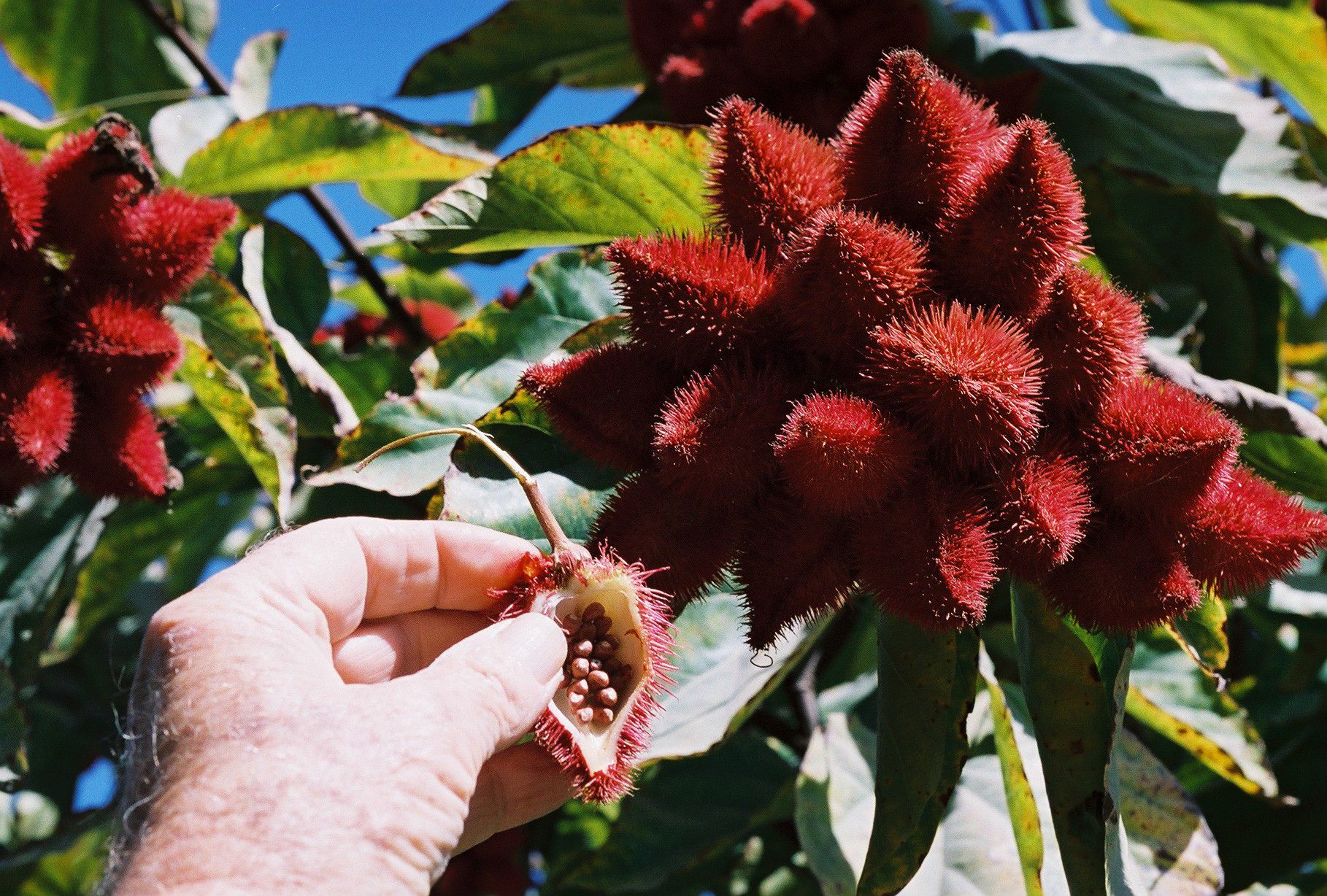 Destacan a cinco productos exóticos mexicanos