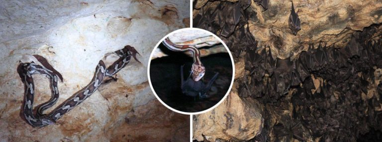 En el municipio de José María Morelos se encuentran las Grutas de Kantemó, donde podrás conocer la famosa Cueva de las Serpientes Colgantes.