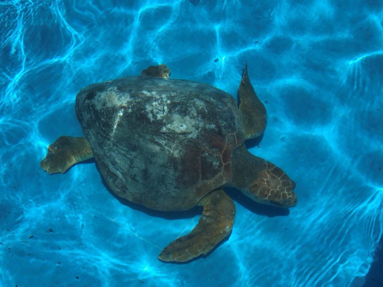 Inicia Puerto Morelos su Programa de Conservación y Manejo de Tortugas Marinas 2018