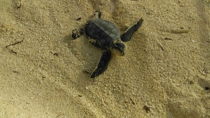 desove de tortugas