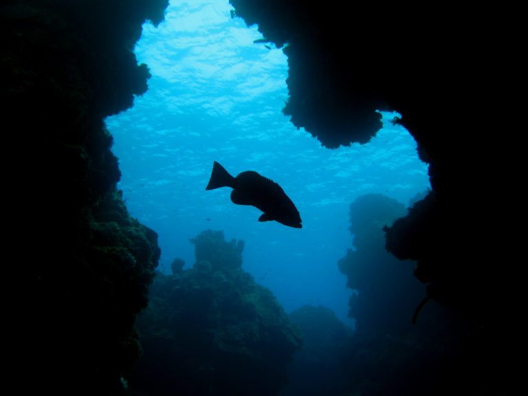 Traerán a Playa del Carmen la expo “Bajo las Aguas de Cozumel”