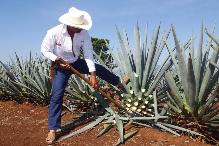 Por estas razones México es exclusivo productor de tequila