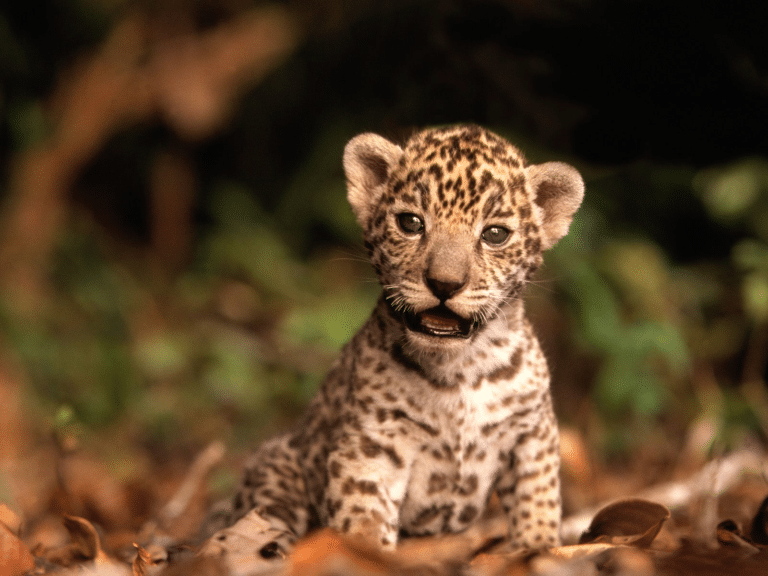 Trabaja científico mexicano en Stop Extinction, iniciativa para proteger especies