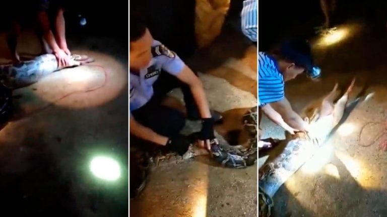 Autoridades provocan el vomito a una pitón después de tragarse un perro