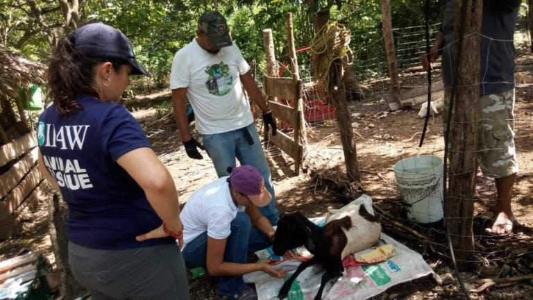 Gobierno de Quintana Roo no se olvida de los animales en mal clima