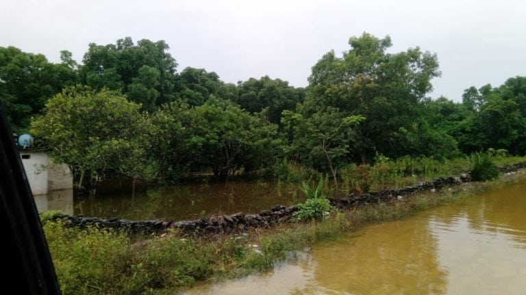 Inundaciones dañaron 3 mil hectáreas de cultivos en Quintana Roo